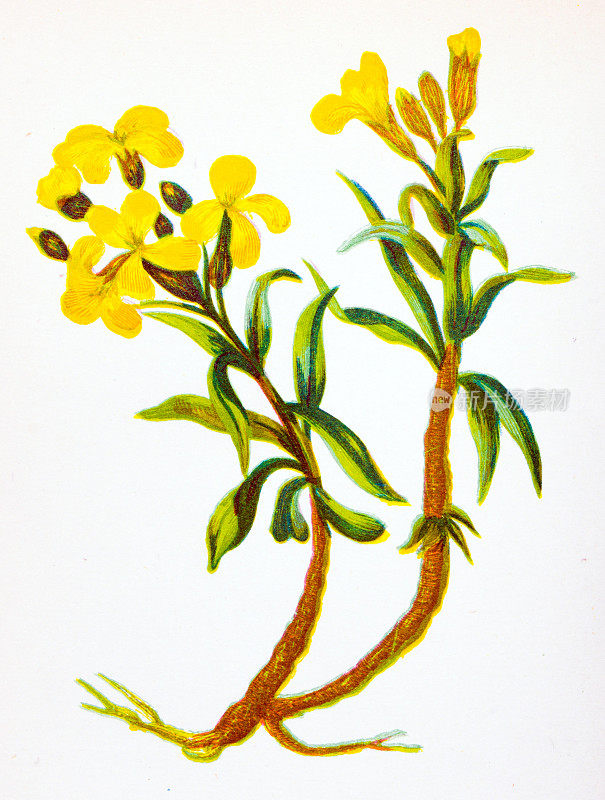 野生花卉的古董植物学插图:普通壁花，Cheiranthus Cheiri